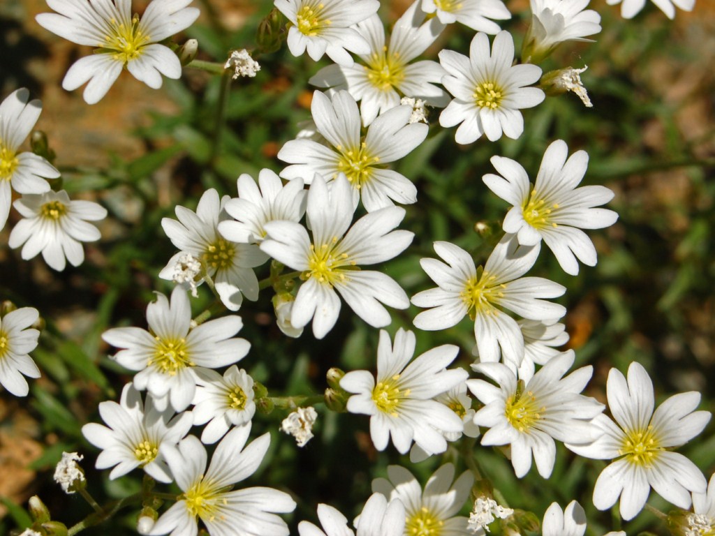Cerastium utriense / Peverina di Voltri